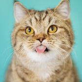 犬　猫　ペット　撮影　フォトスタジオ　東京　写真館　都内　新宿