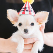 andsite 犬　猫　フォトスタジオ　ペット写真館  東京　新宿　ペットフォトスタジオ
犬写真館　猫写真館