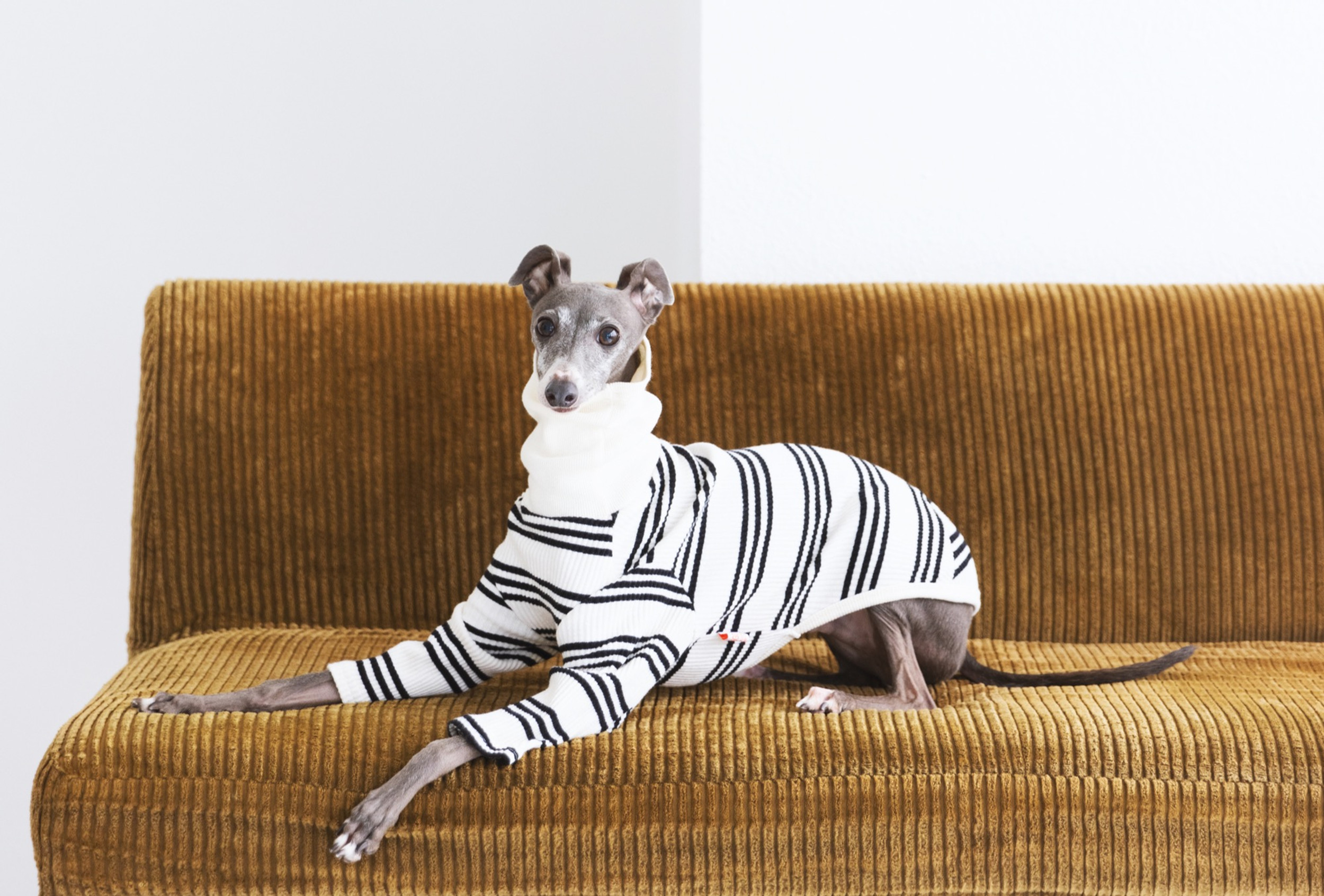 東京の犬猫ペット撮影なら自然光のフォトスタジオandsite｜シンプルに