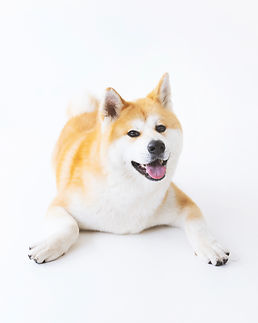 東京 新宿 andsite フォトスタジオ 犬 猫 写真館