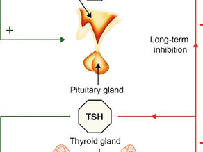 Thyroid 101 - understanding how the thyroid gland works.