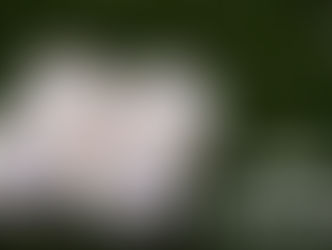 NCAA Regional Profile: #2 National Seed Texas hosts in Austin, TX