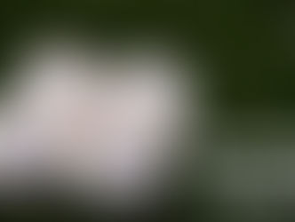 NCAA Regional Profile: #6 National Seed LSU hosts in Baton Rouge, LA