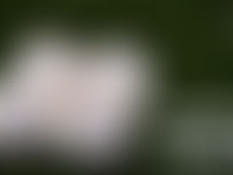 NCAA Regional Profile: #3 National Seed Arkansas hosts in Fayetteville, AR