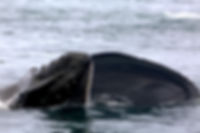 Humpback Whale feeding