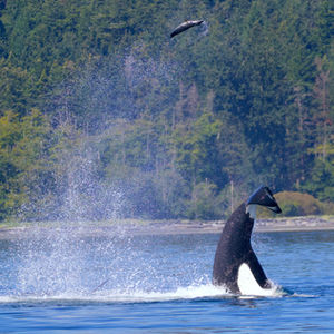 Marine Wildlife Photography