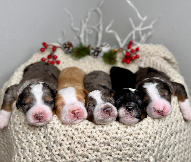 Lemon's Mini Bernedoodles