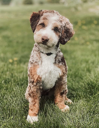 Micro Mini Bernedoodle