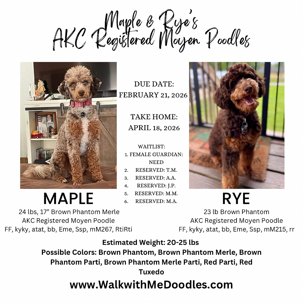 Maple & Rye's AKC Registered Moyen Poodles