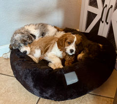 Donut Snuggle Bed