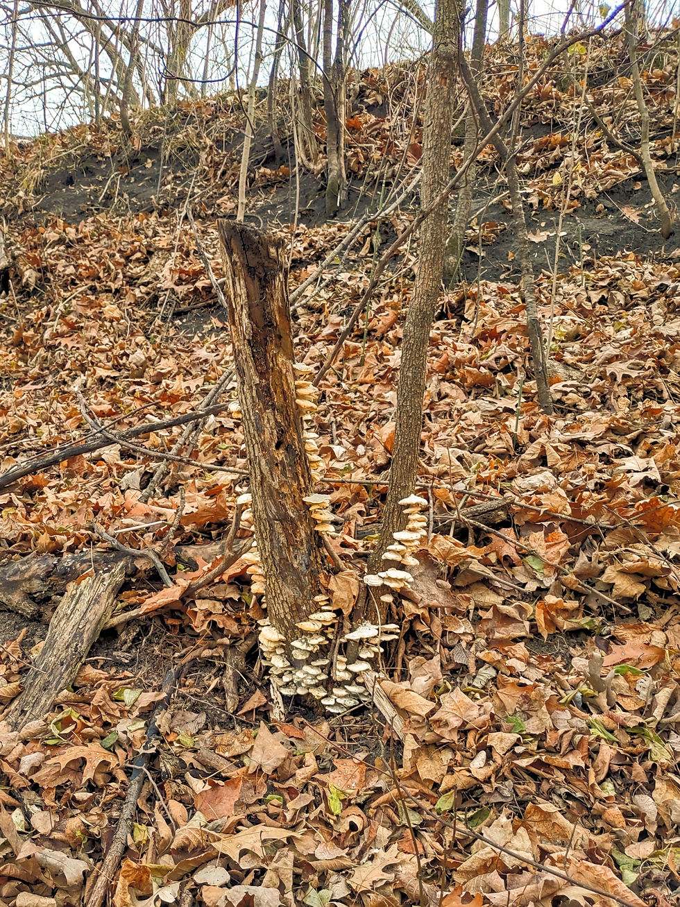 Hungry Fungal Puppies