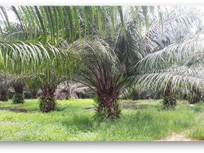 Battling Basal Stem Rot: A Sustainable Approach to Ganoderma Control in Oil Palms
