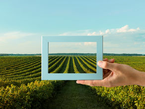 Satellite Insights × Field Wisdom: How INO Agronomists Use eFarming to Bring Living Soil Management to Life