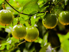 百香果田间管理记录🍈