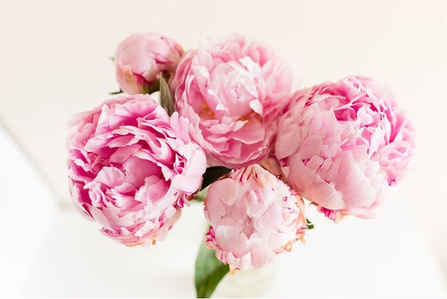 aufblühende Blume6