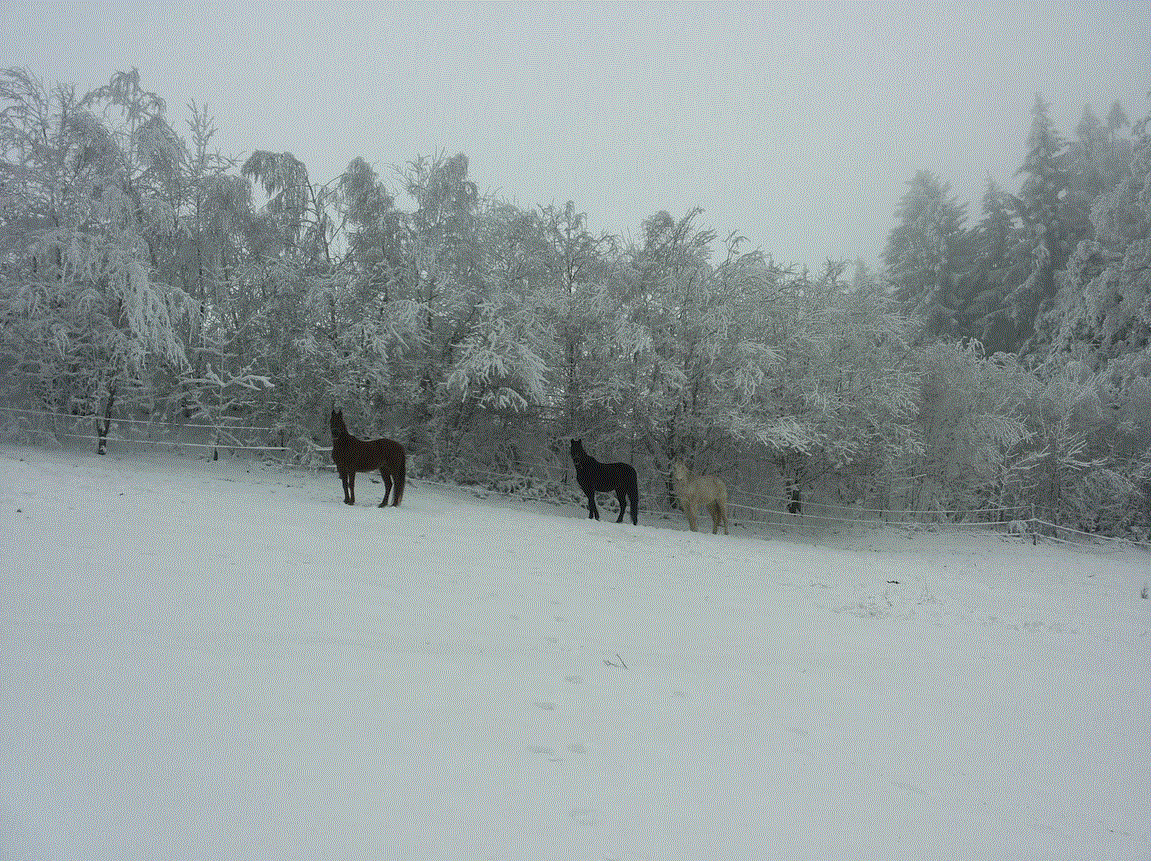 Weide im Winter