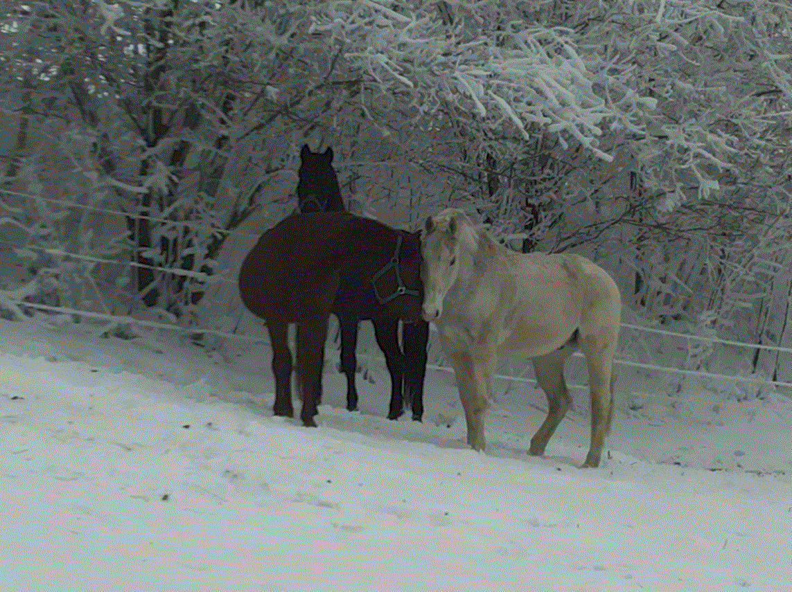 Trio im Schnee