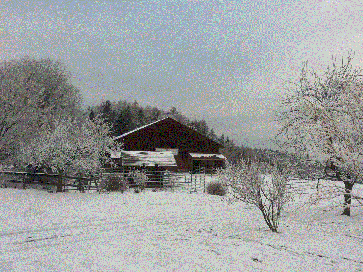 Halle