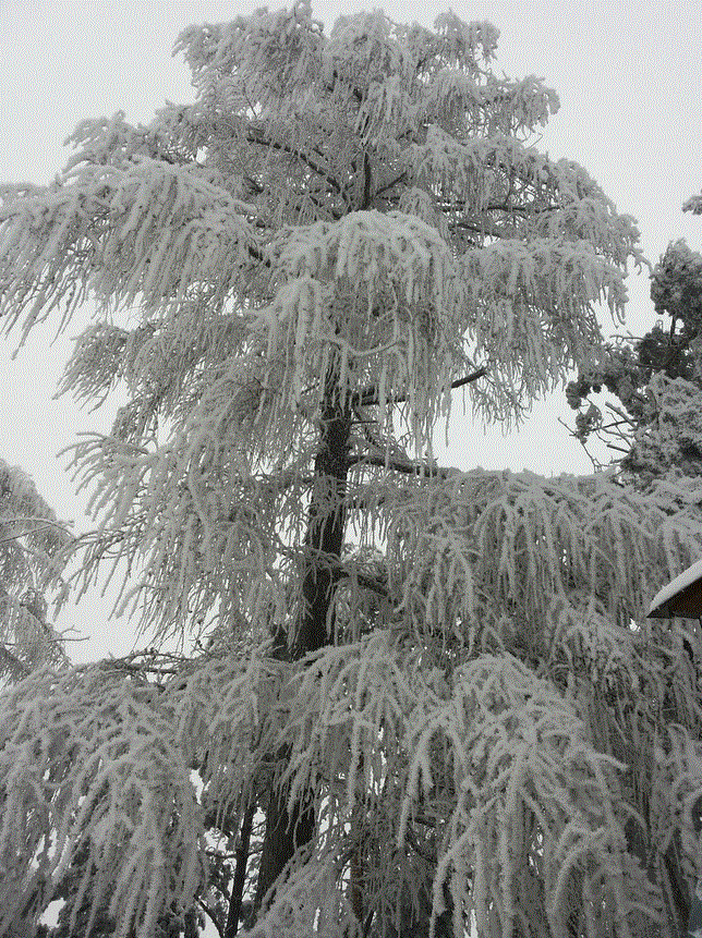 Baum - Weide