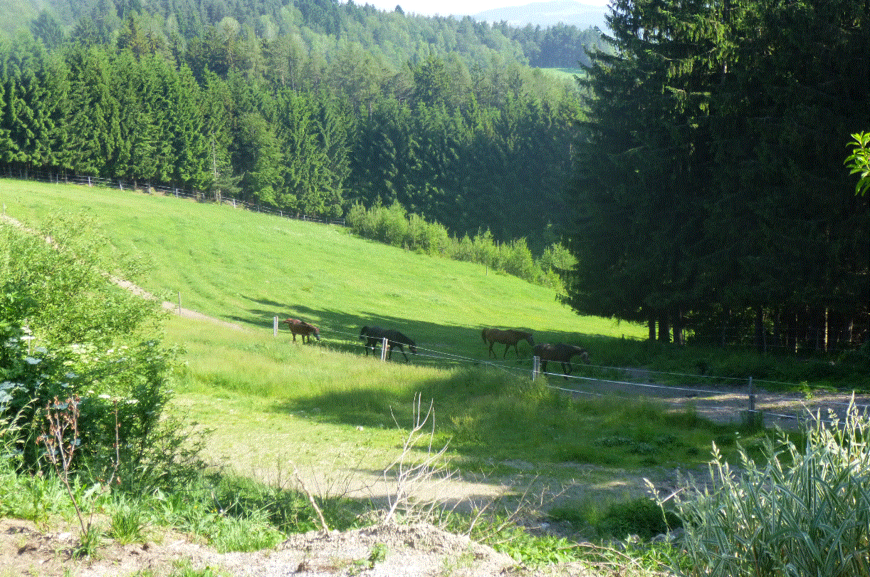 KOPPEL SOMMER