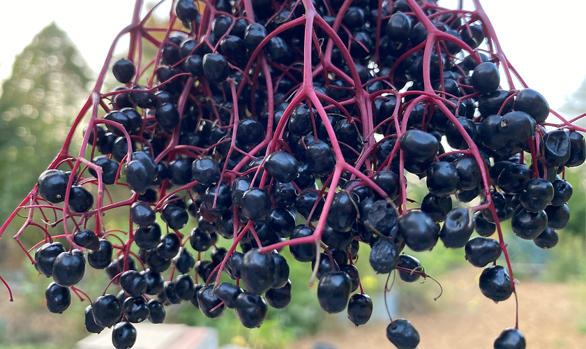 Close up of Ripe Black Elderberries