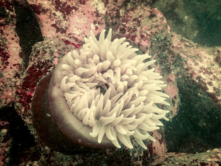 Sea Anemone at Monterey, CA