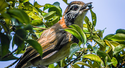 Greater Necklaced Laughingthrush