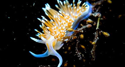 Opalescent Nudibranch