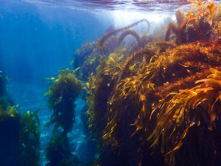 Kelp Forest at Catalina Island, CA