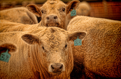 Beef cattle in feed lot