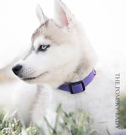 Everest pomskylady.jpg