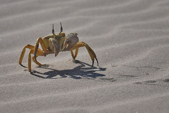 Crab Arher Beach Socotra