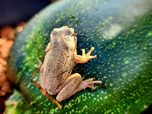 Garden Skills That Stick