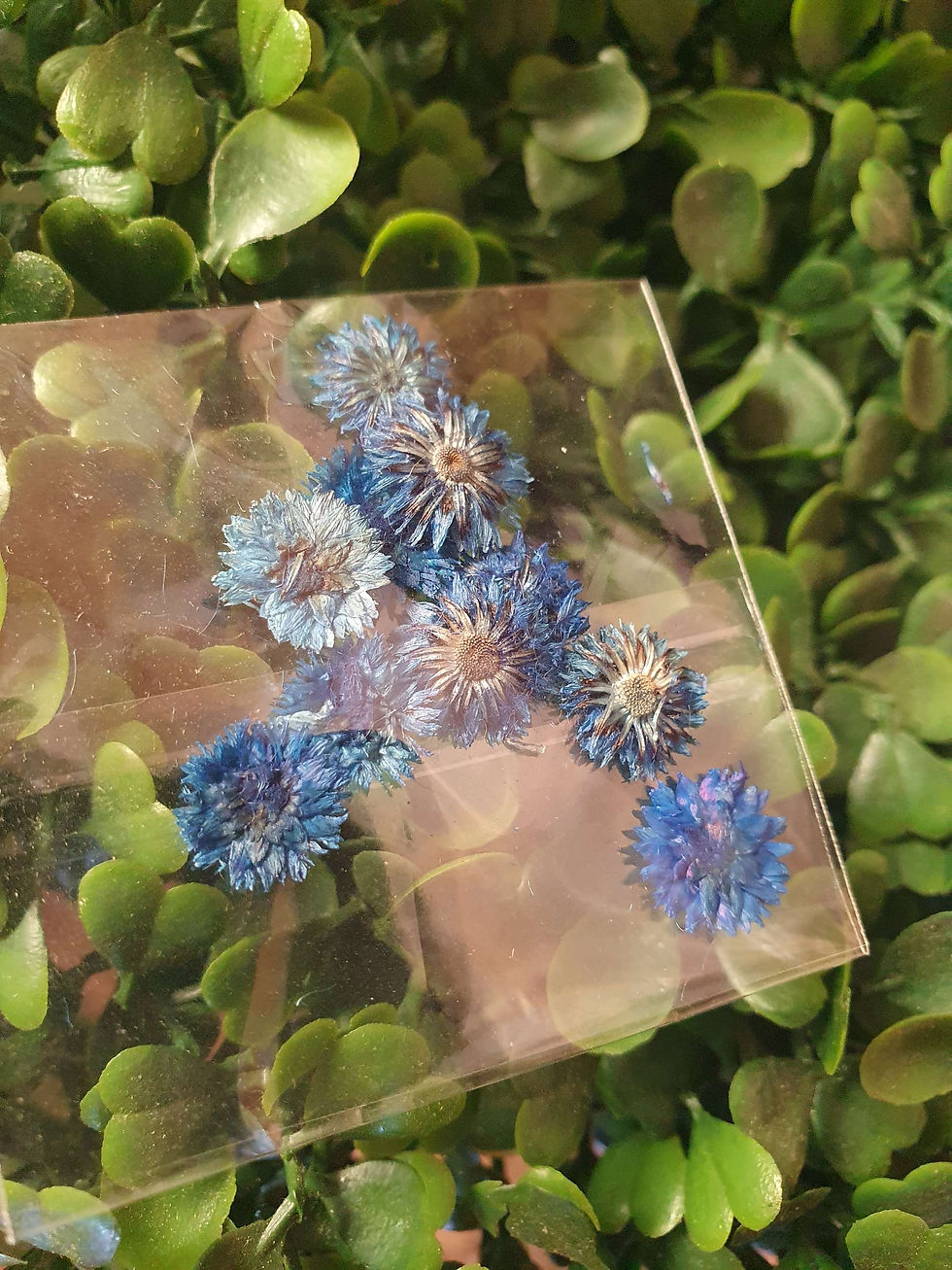 Thumbnail: 10 PCS 5-10mm Small Everlasting Dried Pressed Flowers