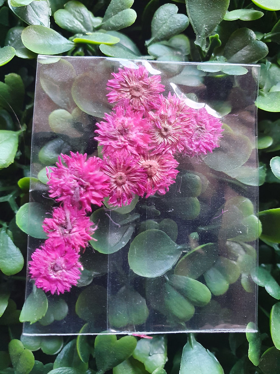 Thumbnail: Everlasting tiny flower nail art flowers floral resin embed supplier Australia small plum cheap