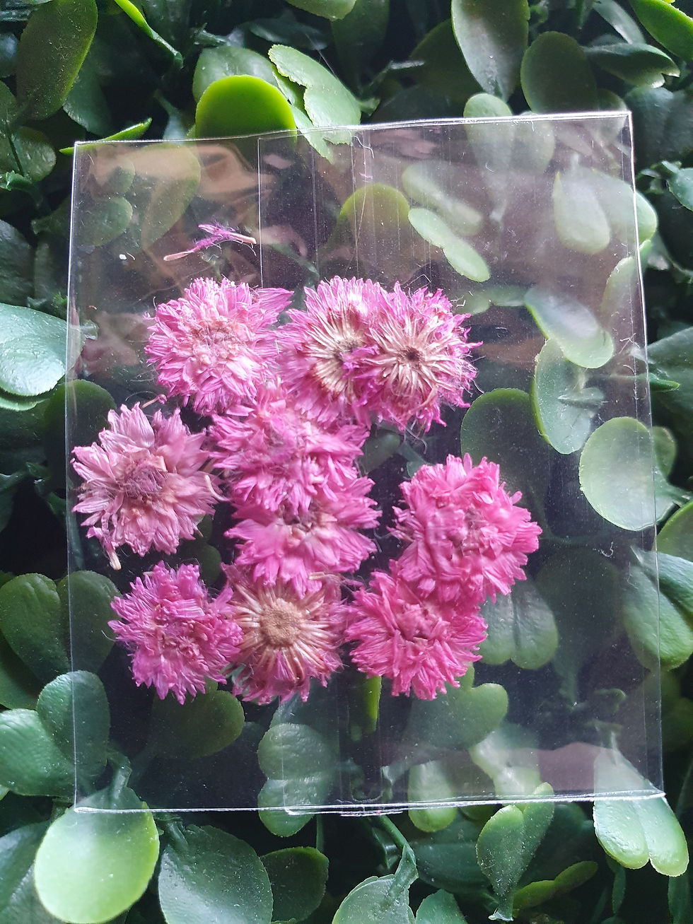 Thumbnail: Everlasting tiny flower nail art flowers floral resin embed supplier Australia small plum cheap