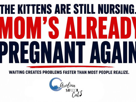 From Carolina Street Cats.