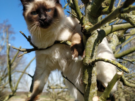Hudlidelser hos katte