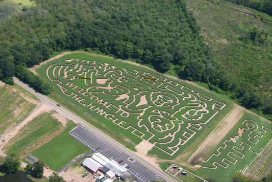 Get Lost in the Maize! Connors Farm