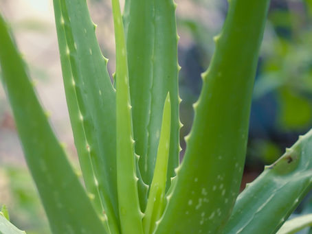 Cure de détoxification à l'aloe vera