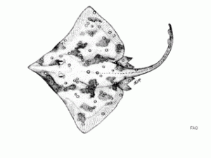 common skate.gif