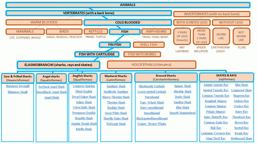 Shark-Taxonomy-1-1024x576.gif