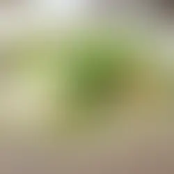 Simple Vietnamese Noodle Salad