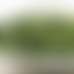 Spicy Sautéed Spinach