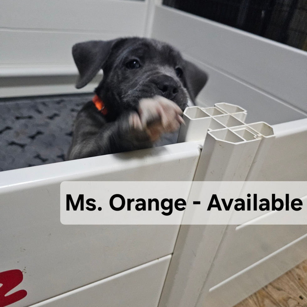 KAE Cane Corso Breeder photo