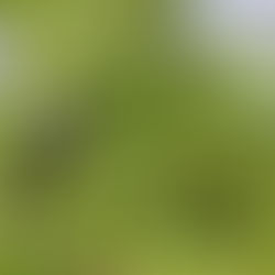 #Birdguide - Jacobin Cuckoo