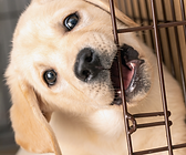 puppy biting crate.png