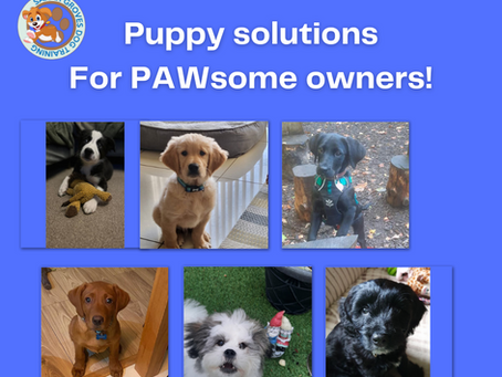 Looking for puppy training in Swansea, Neath or Port Talbot?