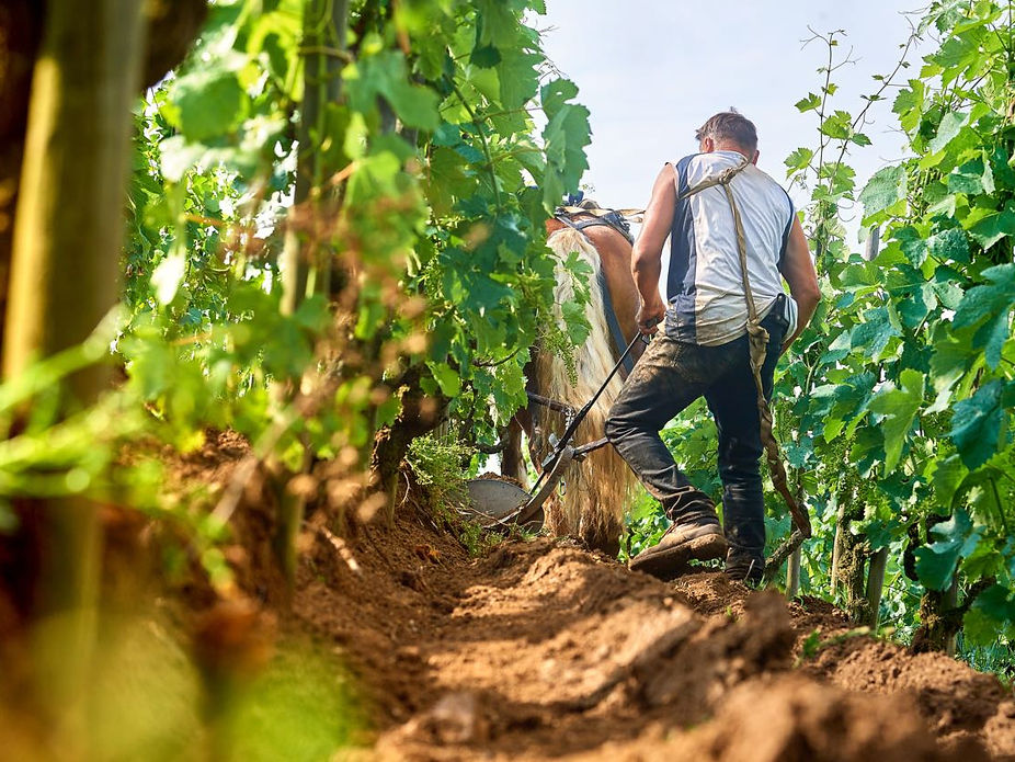 202306-DomaineBelle072 copie.jpg