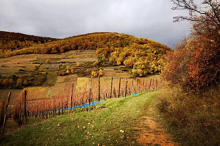 Schlossberg-automne.jpg